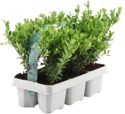 Plants by Frank Plants by Frank Ilex crenata Jenny 6er