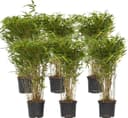 Plant in a Box Fargesia Gansu 6er