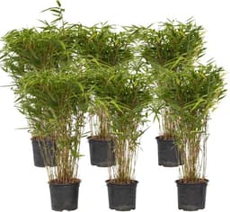 Plant in a Box Plant in a Box Fargesia Gansu 6er