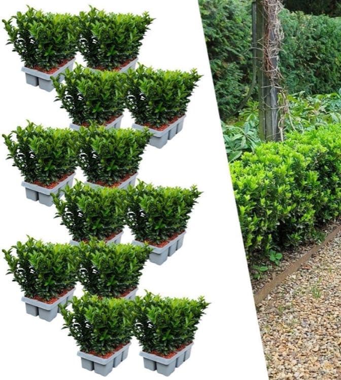 Plants by Frank Euonymus Green Spire 72er