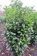 Plantenwelt Genolia 80–100 cm (7,5 L)
