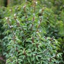 Garten Schlüter Portugiesisch 40–60 cm (3 L)