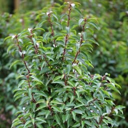 Garten Schlüter Garten Schlüter Portugiesisch 40–60 cm (3 L)