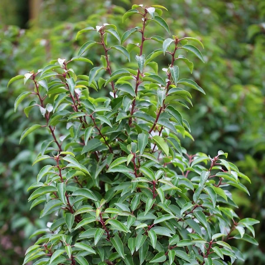 Garten Schlüter Portugiesisch 40–60 cm (3 L)
