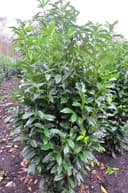 Plantenwelt Genolia 150–175 cm (15 L)