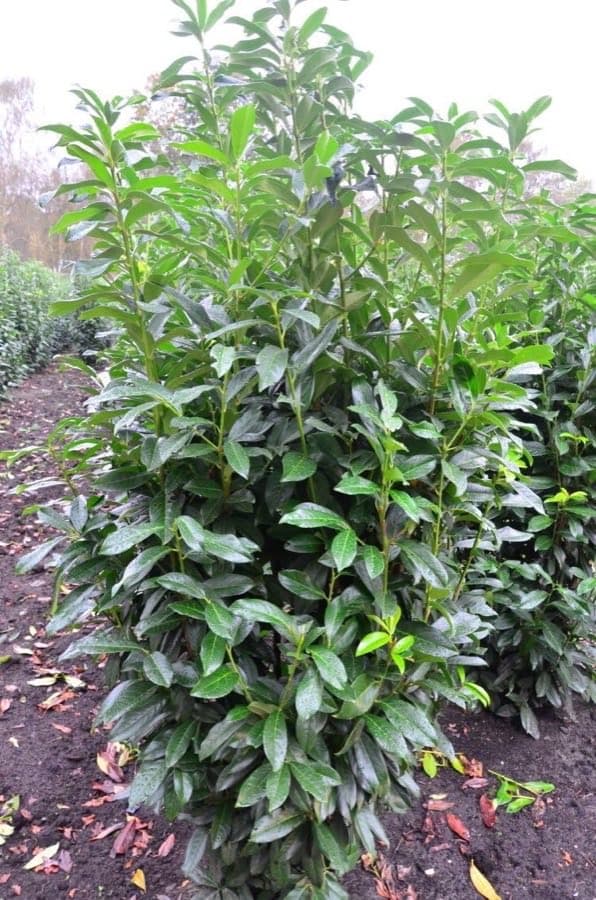 Plantenwelt Genolia 150–175 cm (15 L)