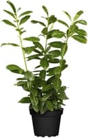PlantaPro Kirschlorbeer 50er-Set 40–60 cm