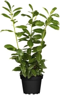 PlantaPro PlantaPro Kirschlorbeer 50er-Set 40–60 cm