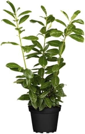 PlantaPro Kirschlorbeer 50er-Set 40–60 cm
