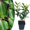 Intragarten Portugiesisch 6er (9×9 cm)