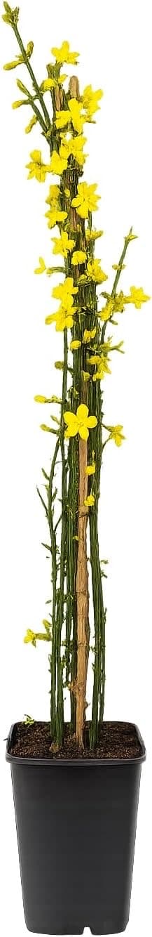 Blumen-Senf Winterjasmin 60–70 cm