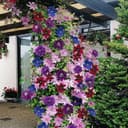 Gardeners Dream Clematis Regenbogen 4er