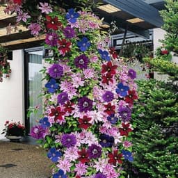 GardenersDream Gardeners Dream Clematis Regenbogen 4er