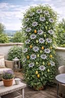 Blumen-Senf Passiflora caerulea