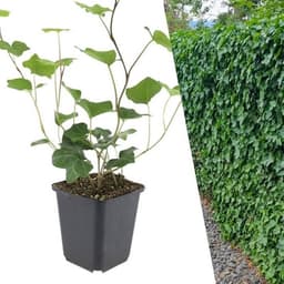Plants by Frank Plants by Frank Hedera Hibernica 12er