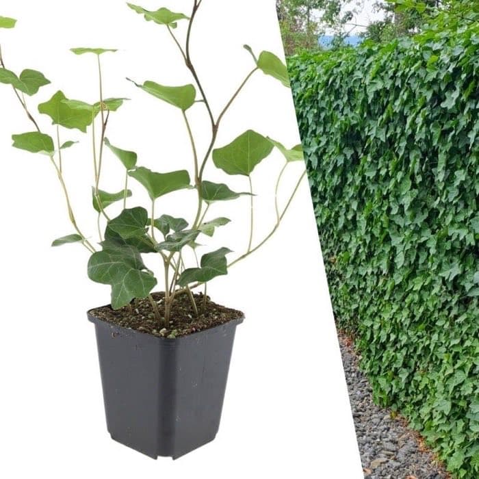 Immergrün-Start Hedera Hibernica 12er
