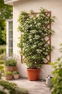 Blumen-Senf Sternjasmin 50–70 cm