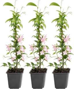 GARDENZO GARDENZO Sternjasmin 3er (9 cm)