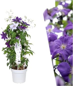 Plants by Frank Plants by Frank Clematis Masa & Bernadine