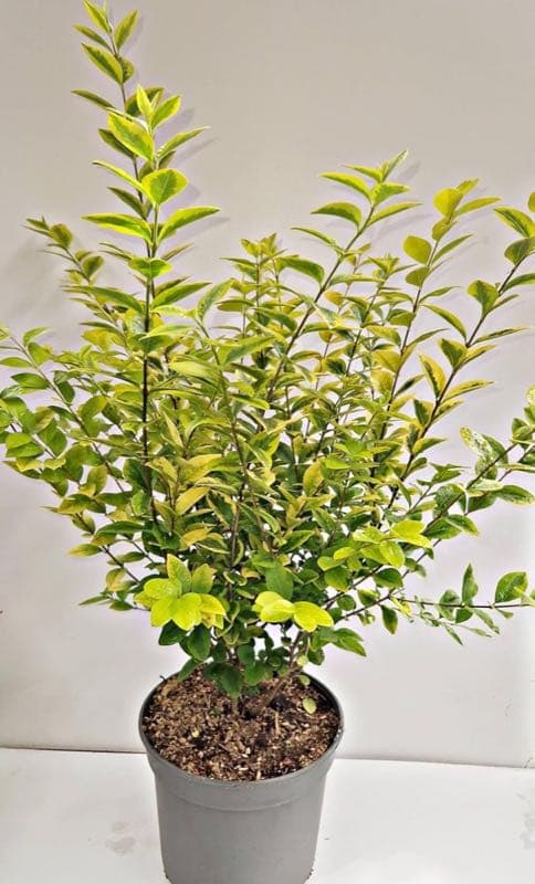 Plantenwelt Wiesmoor Goldliguster Aureum 60–80 cm