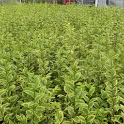 Garten Schlüter Garten Schlüter Gold-Liguster 'Aureum' 100–125 cm