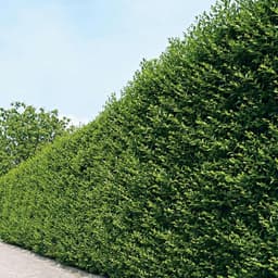 Garten Schlüter Garten Schlüter Ovalblättriger Liguster 60–80 cm
