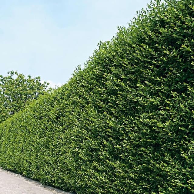 Garten Schlüter Ovalblättriger Liguster 60–80 cm