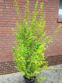 Plantenwelt Wiesmoor Goldliguster Solitär 125–150 cm