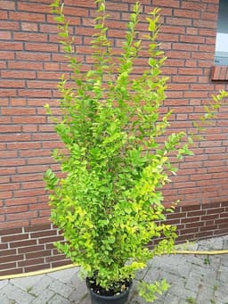 Plantenwelt Wiesmoor Plantenwelt Wiesmoor Goldliguster Solitär 125–150 cm