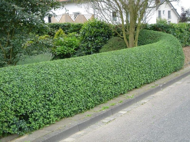 Samenchilishop Ligustrum vulgare 200 Samen