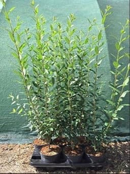PlantaPro PlantaPro Liguster 'Atrovirens' 40–60 cm