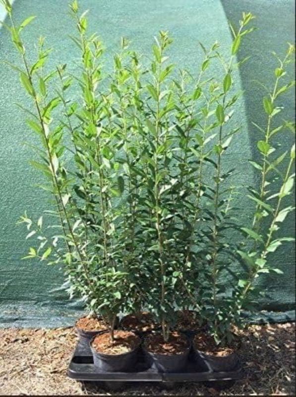 PlantaPro Liguster 'Atrovirens' 40–60 cm