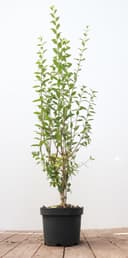 PlantaPro Liguster 'Atrovirens' 60–100 cm