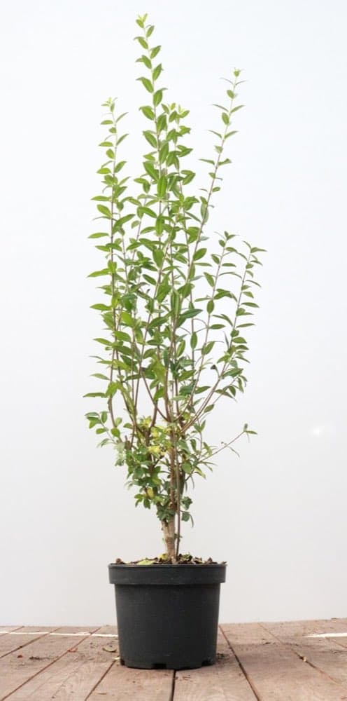PlantaPro Liguster 'Atrovirens' 60–100 cm