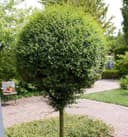 Hochstamm Kugel-Liguster delavayanum 80–100 cm