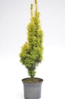 Plantenwelt Wiesmoor Aureomarginata 30–40 cm 3 L