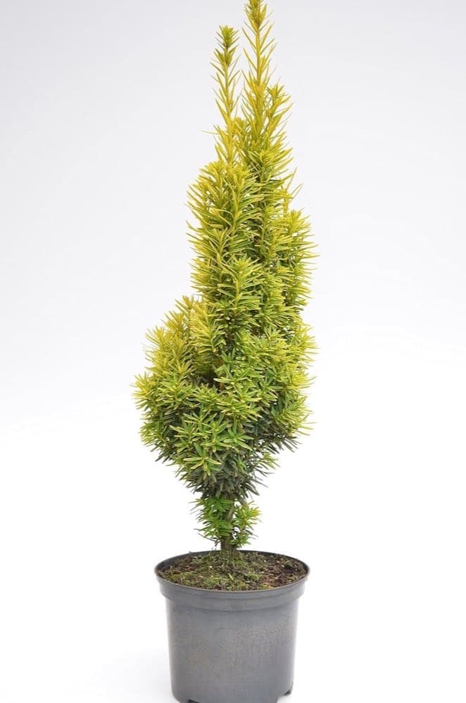 Plantenwelt Wiesmoor Aureomarginata 30–40 cm 3 L