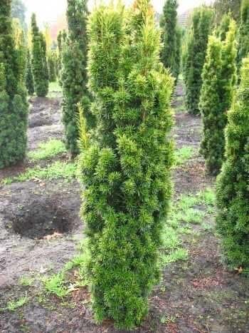 Plantenwelt Wiesmoor Aureomarginata 50–60 cm