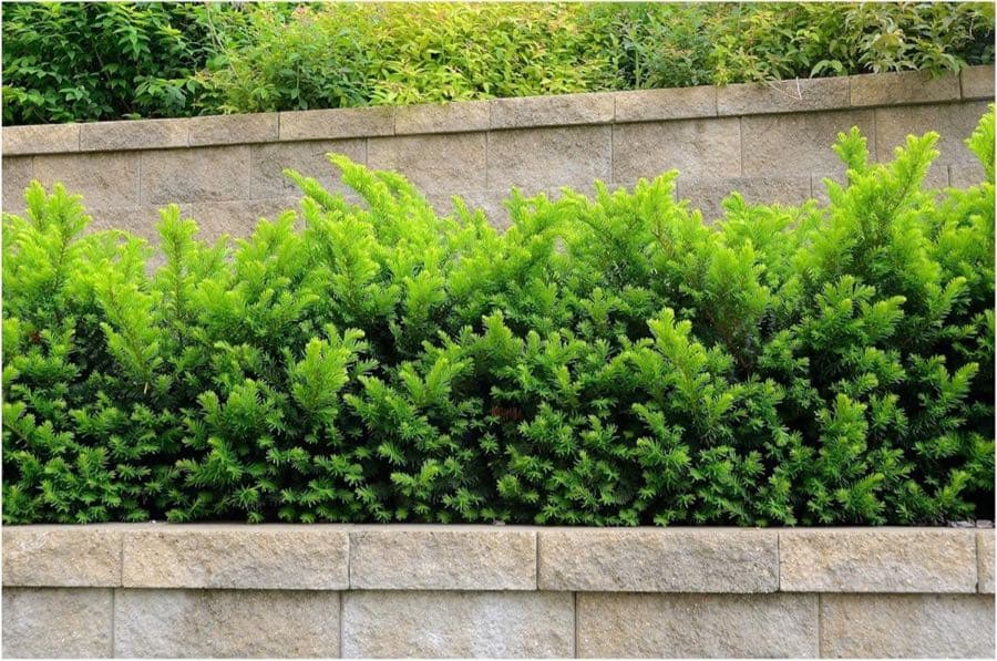 Stauden Gänge Taxus media 'Hillii' 10er