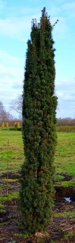 Plantenwelt Wiesmoor Plantenwelt Wiesmoor Säuleneibe Robusta 80–90 cm