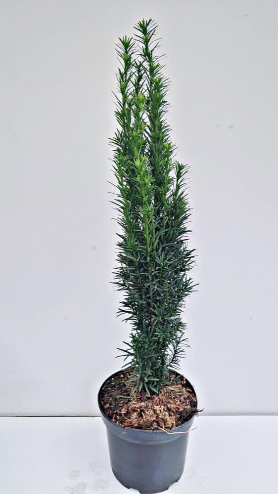 Plantenwelt Wiesmoor Säuleneibe Robusta 30–40 cm 3 L
