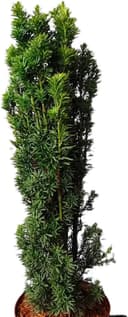 Dinispflanzenwelt Säuleneibe Robusta 60–70 cm