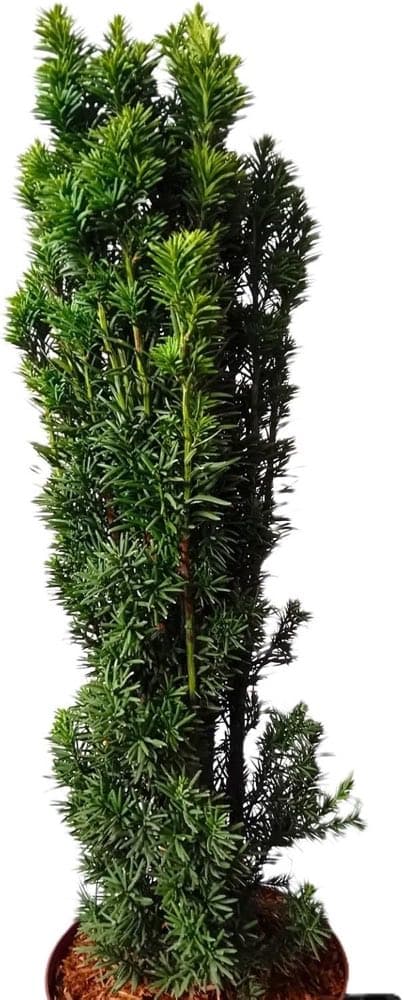 Dinispflanzenwelt Säuleneibe Robusta 60–70 cm