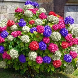 GardenersDream GardenersDream Hortensie Tricolor