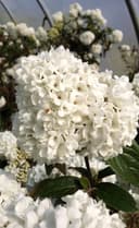 Viburnum Eskimo Hochstamm 80–100 cm