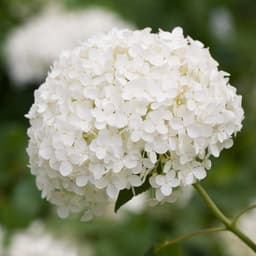 GardenersDream GardenersDream Annabelle 3 l