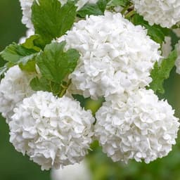 GardenersDream GardenersDream Roseum 3 l