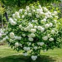 WEDROWSKI Roseum 2 l