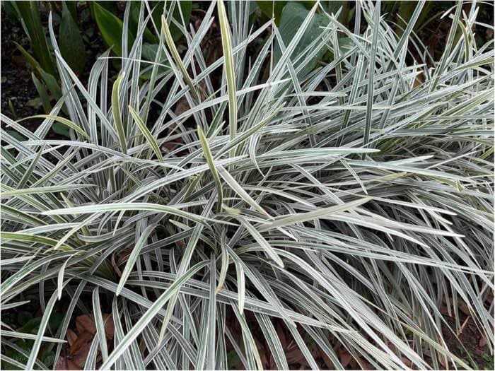 Stauden Gänge Ophiopogon 'Silver Dragon' 10er