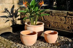 GartenGees GartenGees Terracotta-Pflanzkübel 38 cm Ø